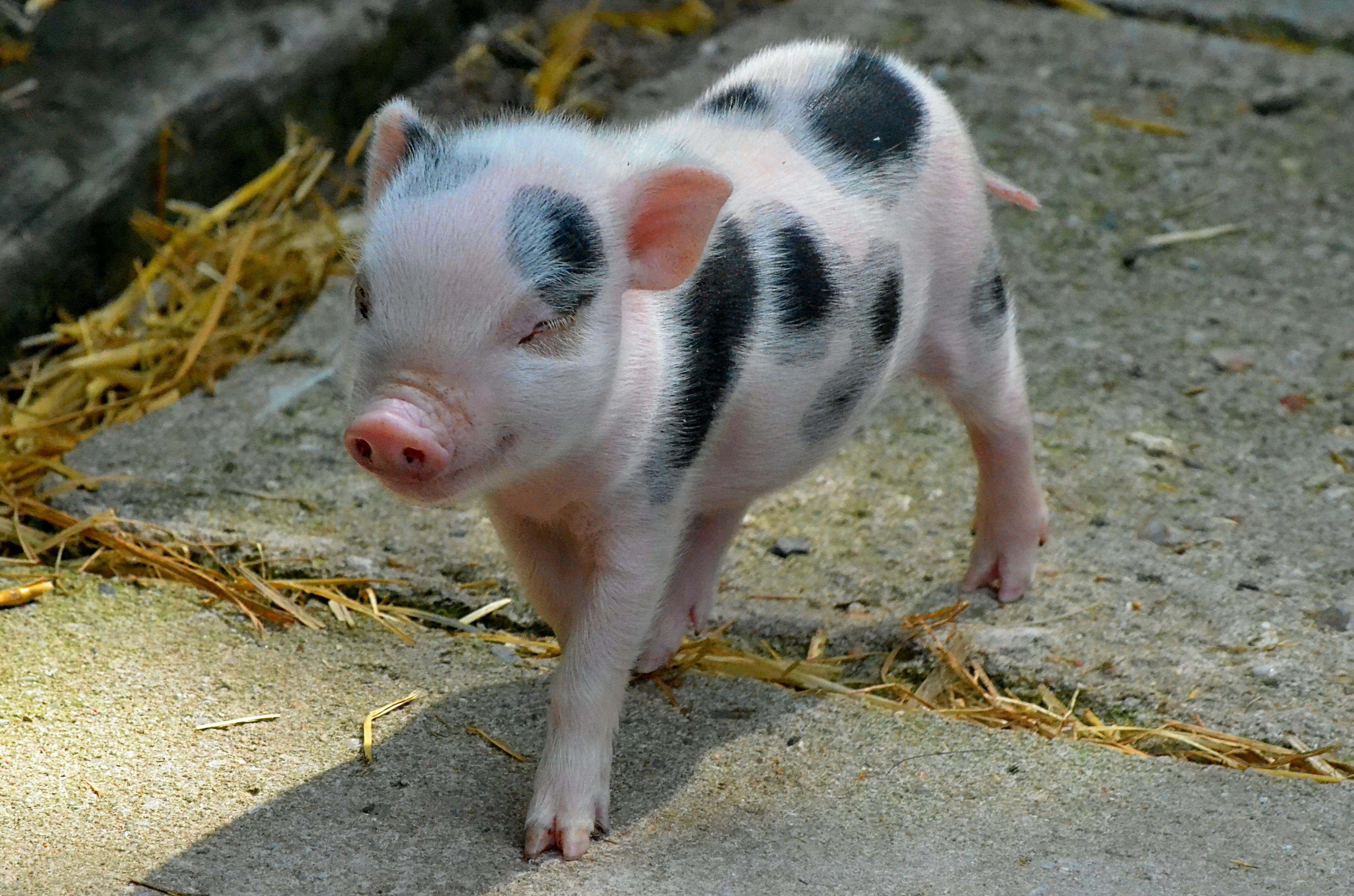 Pig Breeding
